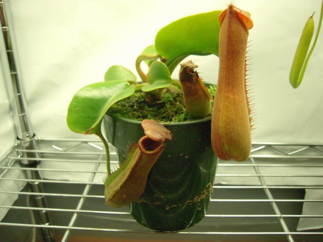 truncata.JPG