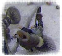 rhinogobuis wui.JPG