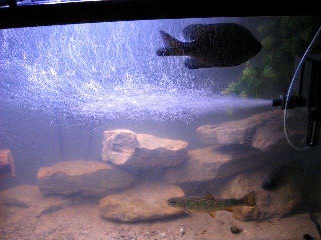 Brook 002.jpg