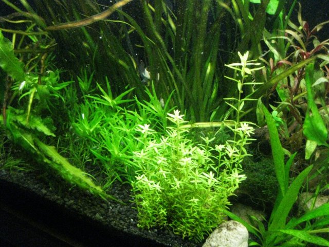 rotala20100903.jpg