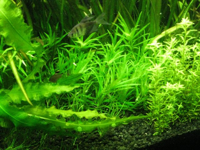 stargrass20100903.jpg