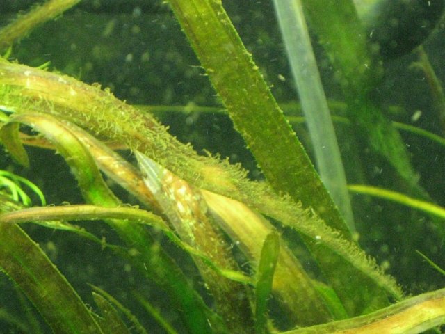 valalgae20100903.jpg
