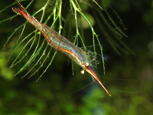 pinocio shrimp upside downsm.jpg pinocio shrimp upside downsm.jpg