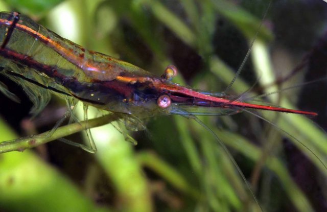 pinocio shrimp close editedsm.jpg pinocio shrimp close editedsm.jpg