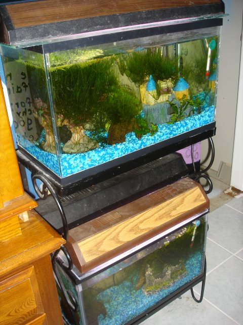 Shrimp setups.JPG