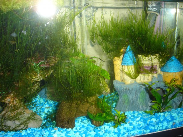 Yellow Shrimp Setup.JPG