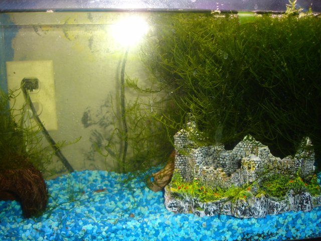 Red Shrimp Setup.JPG