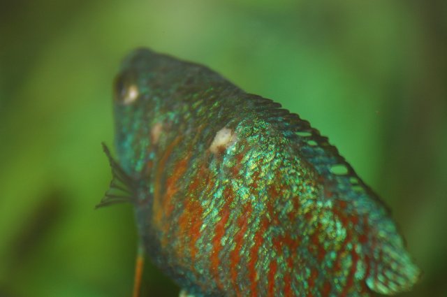 DSC_4409_sx_100905.JPG