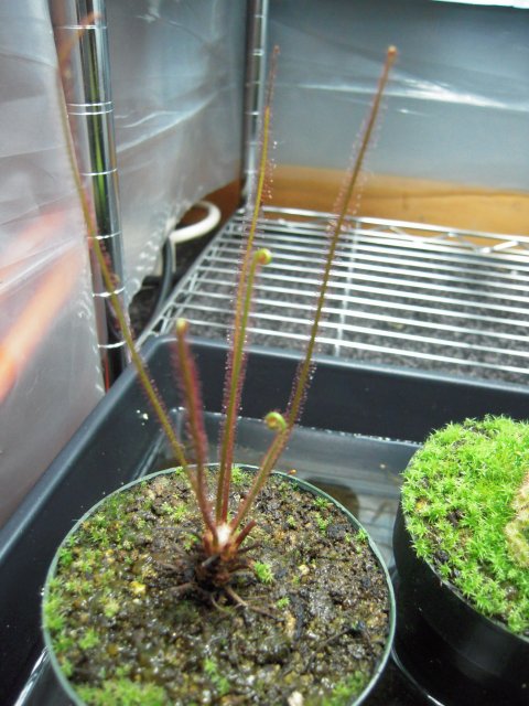 filliformis.JPG