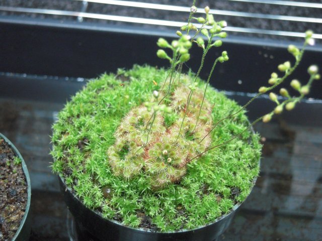 nitidulaxpulchella.JPG