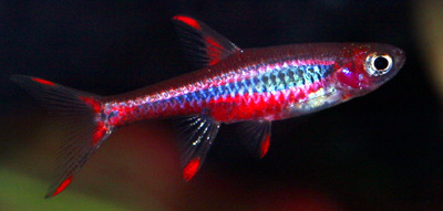 boraras_brigittae_m.jpg