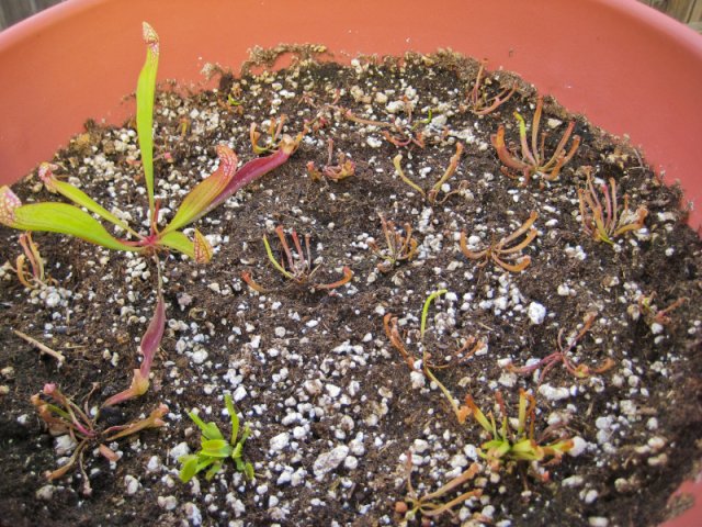 Plants_917_01.jpg
