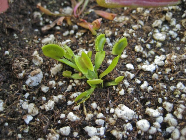 Plants_917_02.jpg