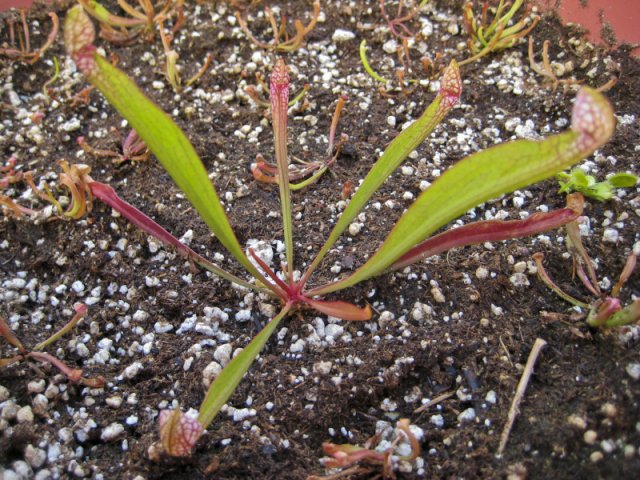 Plants_917_03.jpg