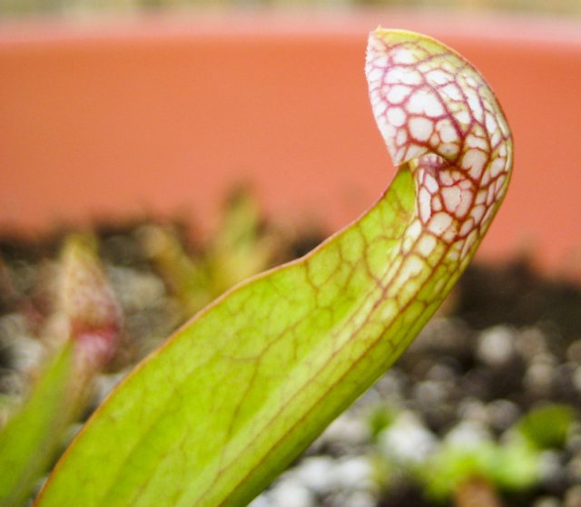 Plants_917_04.jpg