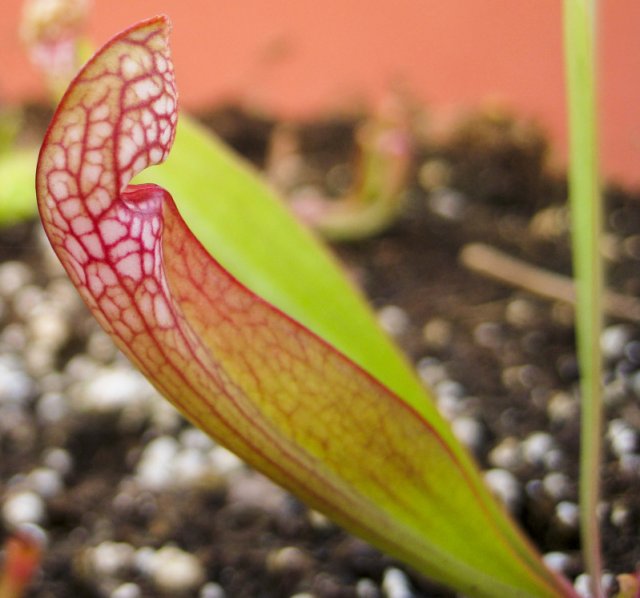 Plants_917_05.jpg