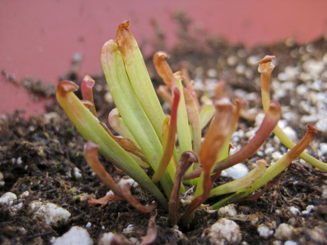 Plants_917_06.jpg