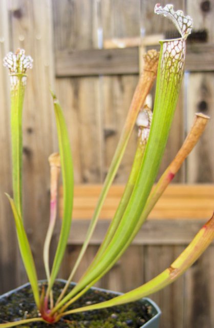 Plants_917_08.jpg