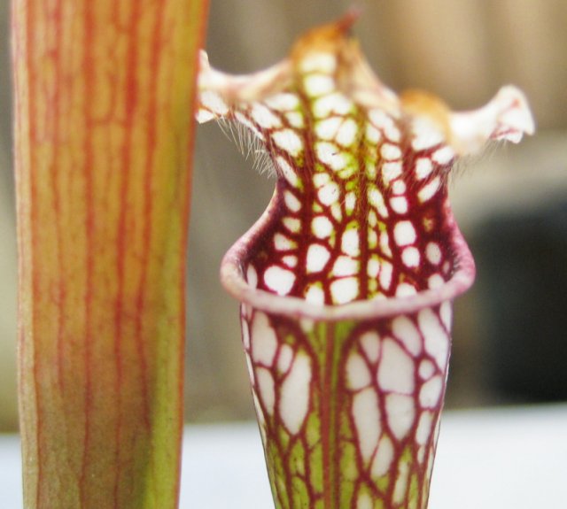 Plants_917_09.jpg