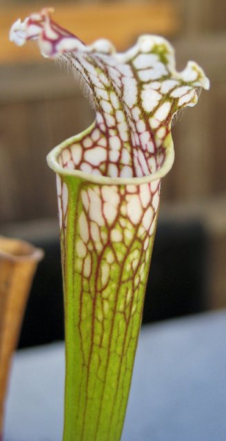 Plants_917_10.jpg