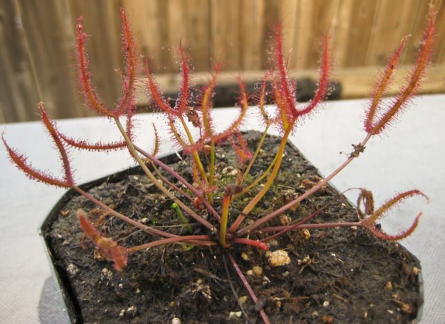 Plants_917_11.jpg
