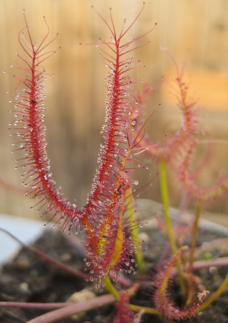 Plants_917_12.jpg