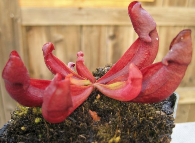 Plants_917_13.jpg