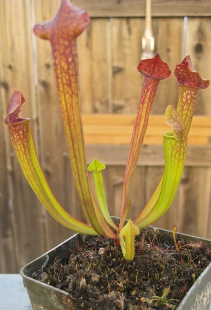 Plants_917_14.jpg