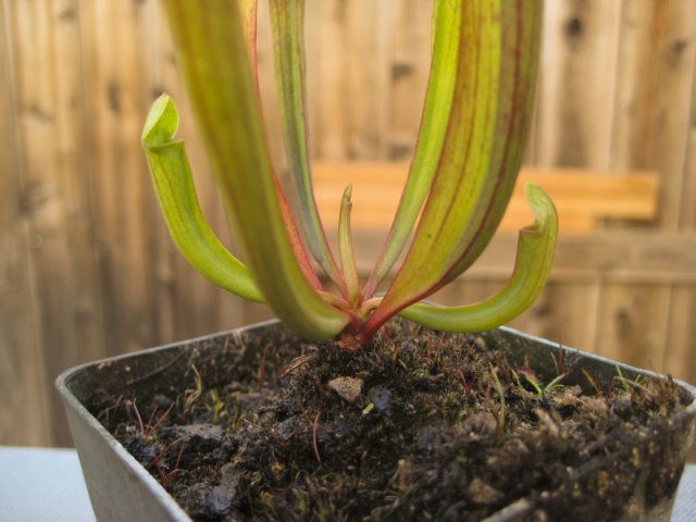 Plants_917_15.jpg