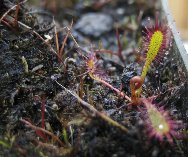 Plants_917_16.jpg