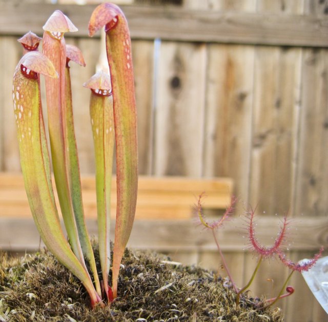 Plants_917_17.jpg