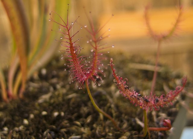 Plants_917_19.jpg