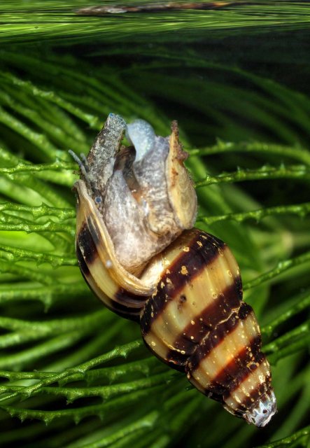 surprising assassin snail feeding