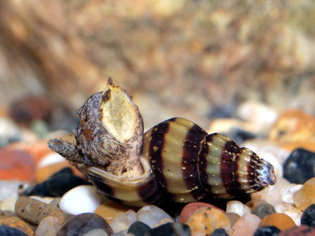surprising assassin snail feeding