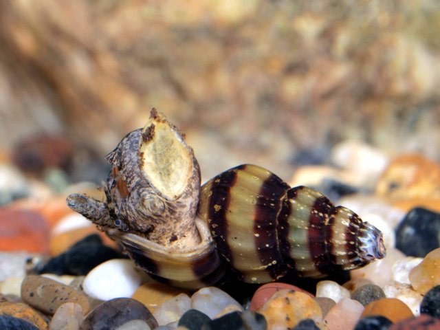 assasin snail eating pond snail 2sm.jpg