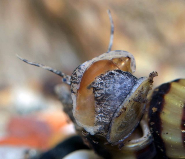 assasin snail eating pond snail 3 closesm.jpg