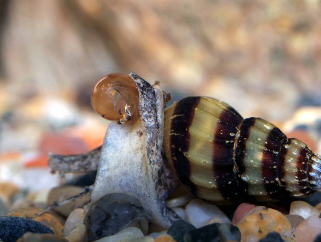 assasin snail eating pond snail 5+sm.jpg