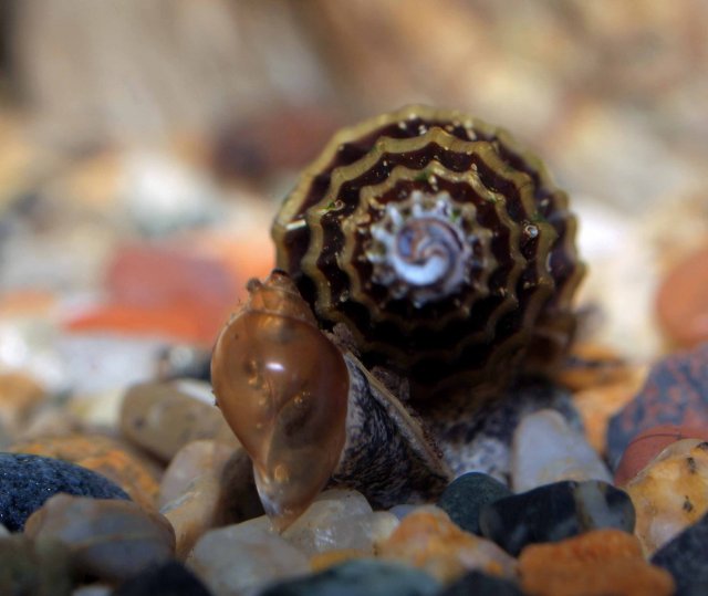 surprising assassin snail feeding