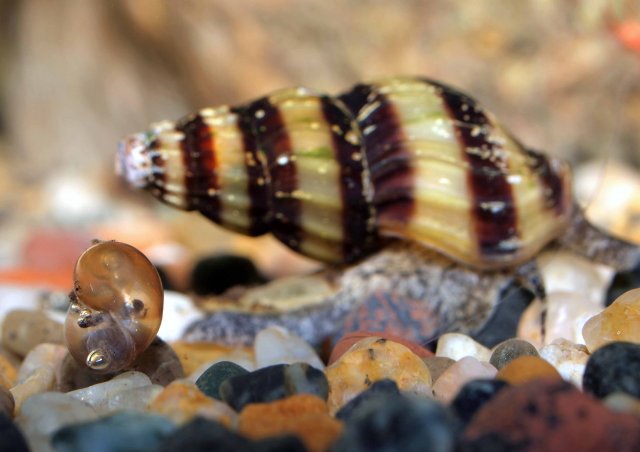 assasin snail eating pond snail 7sm.jpg