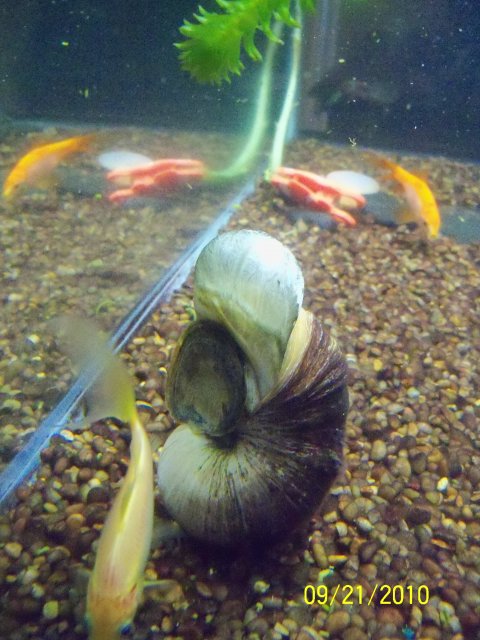 snail bubble.jpg