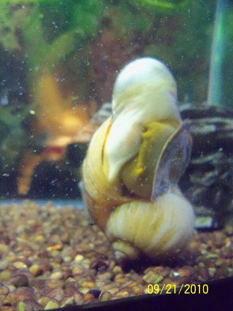 snail bubble 2.jpg