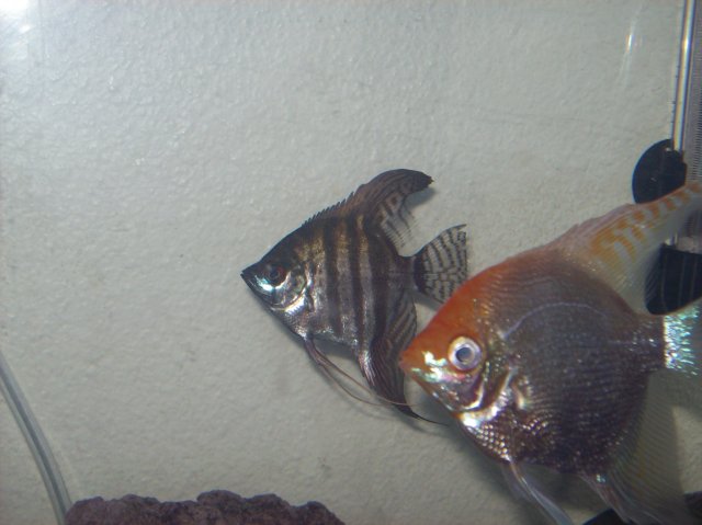 100_2136.JPG
