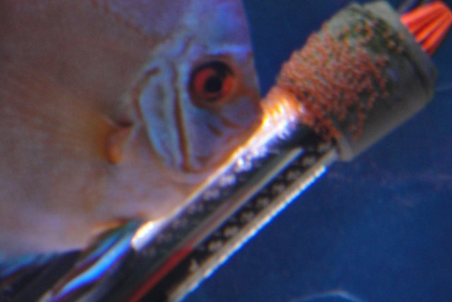 Discus Spawn 3 006.JPG