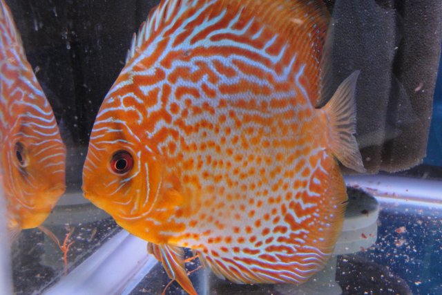 Discus Spawn 3 011.JPG