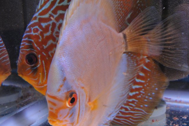 Discus Spawn 3 016.JPG