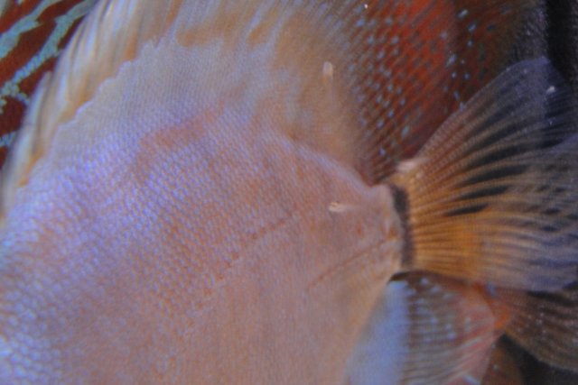 Discus Spawn 3 017.JPG
