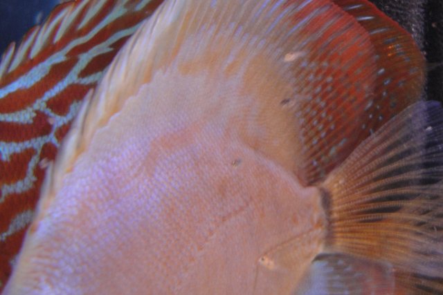 Discus Spawn 3 018.JPG