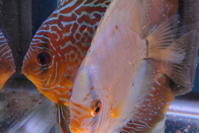 Discus Spawn 3 019.JPG