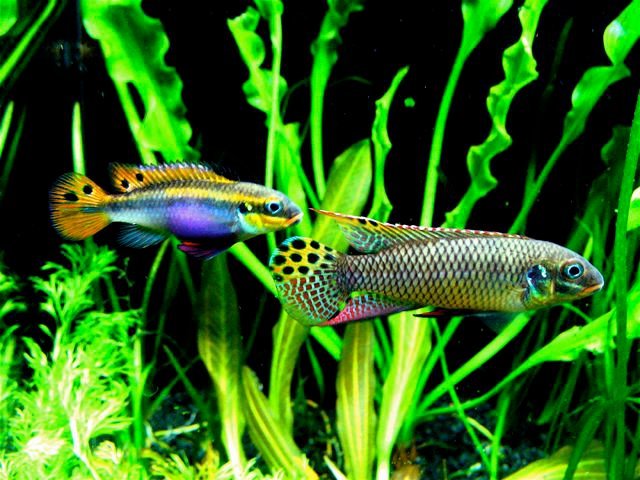 Pelvicachromis taeniatus Moliwe.jpg