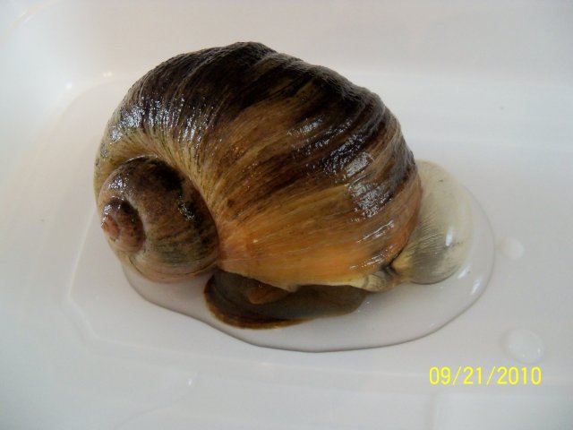 snail just before lancing bubble 1.JPG